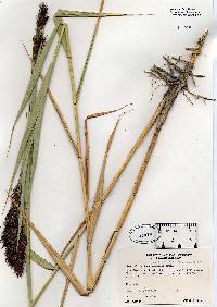 Phragmites australis image