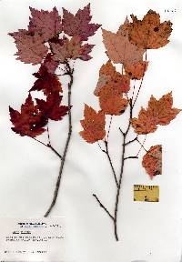 Acer rubrum image