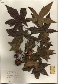 Liquidambar styraciflua image