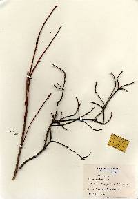 Acer rubrum image