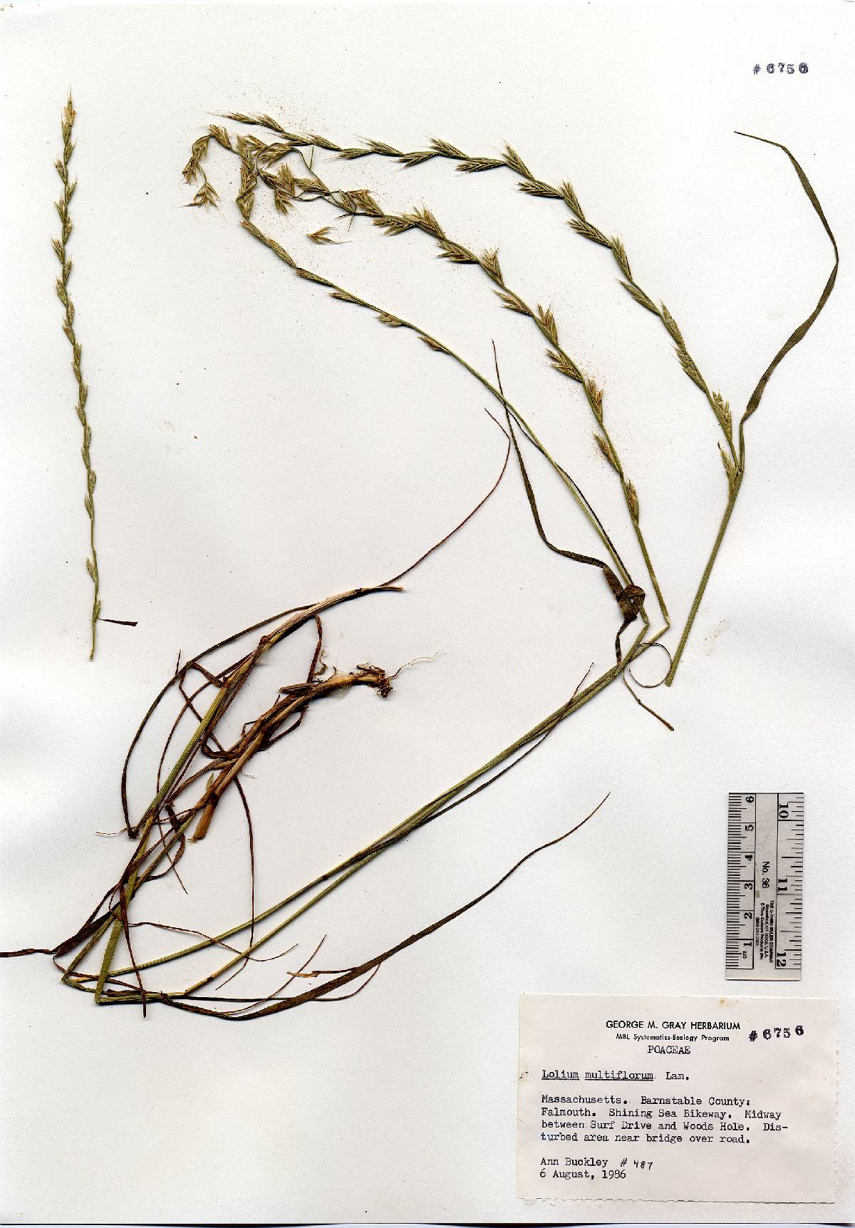 Lolium perenne ssp. multiflorum image