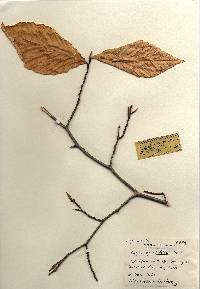 Fagus grandifolia image