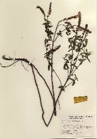 Image of Mentha longifolia