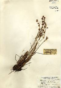 Juncus acuminatus image