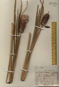 Typha latifolia image