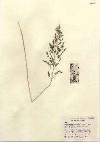 Eragrostis curvula image