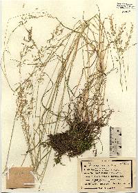 Poa trivialis image