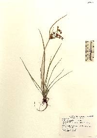 Image of Cyperus bipartitus