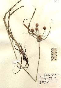 Image of Cyperus echinatus