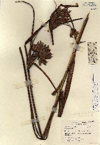 Image of Schoenoplectus novae-angliae