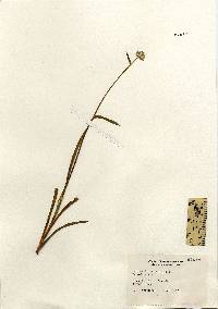 Lachnanthes caroliniana image