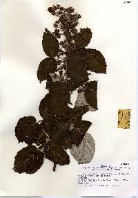 Image of Rubus bifrons