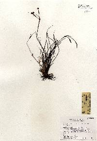 Sisyrinchium fuscatum image