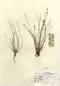 Eleocharis obtusa var. obtusa image