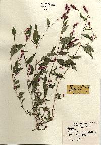 Polygonum cespitosum var. longisetum image