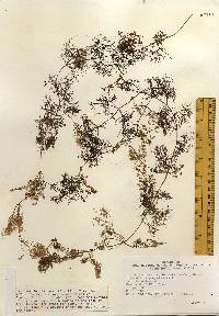 Utricularia purpurea image