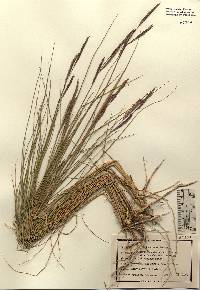 Spartina patens image