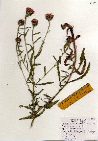 Image of Centaurea nigra
