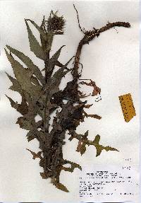 Lactuca canadensis image