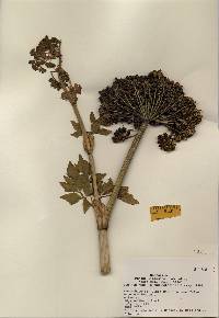 Angelica lucida image