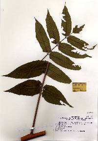 Ailanthus altissima image