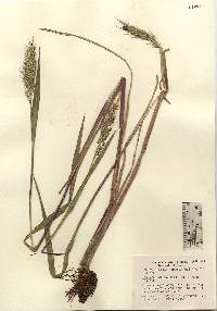 Echinochloa walteri image