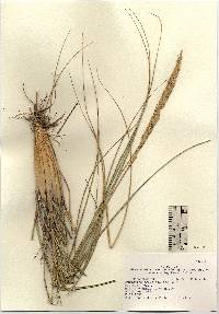 Ammophila breviligulata subsp. breviligulata image