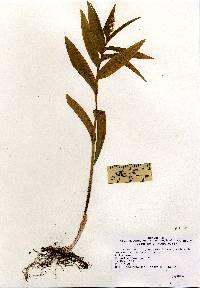 Maianthemum stellatum image