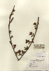 Image of Salix atrocinerea