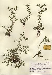 Hypericum boreale image