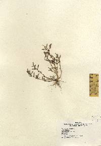 Image of Chenopodium glaucum