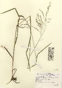 Glyceria striata image