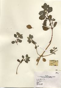 Image of Amaranthus blitoides