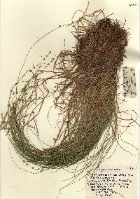Image of Carex brunnescens