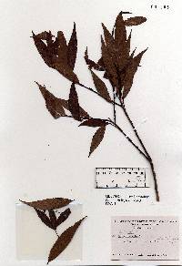 Image of Salix fragilis