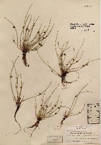 Schoenoplectus smithii var. setosus image