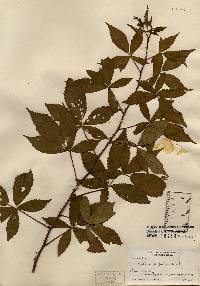 Rubus argutus image