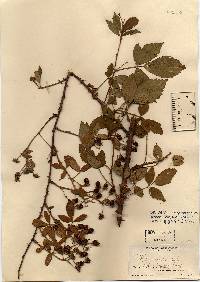 Rubus argutus image