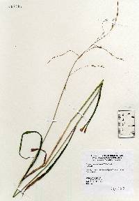 Image of Bromus pubescens