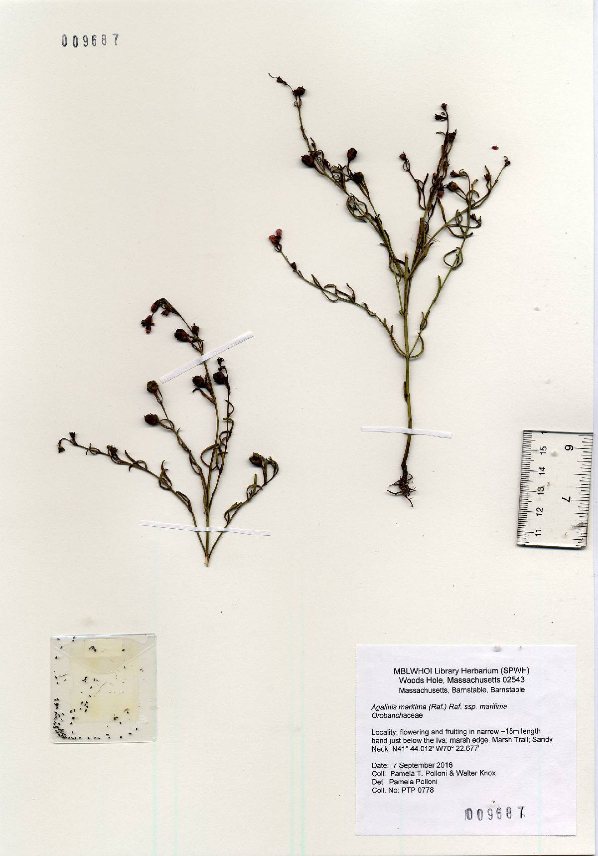 Agalinis maritima subsp. maritima image
