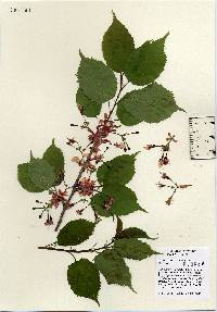 Prunus speciosa image