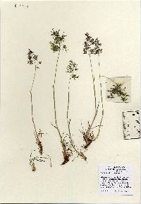 Poa bulbosa image