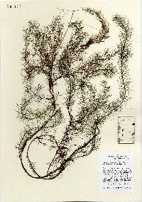 Image of Myriophyllum humile
