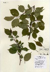 Prunus speciosa image