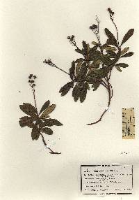 Chimaphila umbellata ssp. cisatlantica image