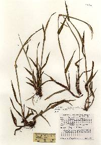 Paspalum setaceum var. psammophilum image