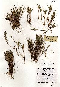 Image of Dichanthelium acuminatum ssp. fasciculatum