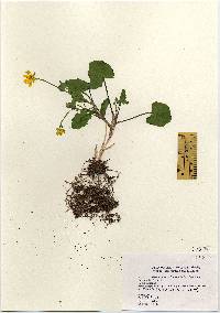 Ranunculus ficaria image