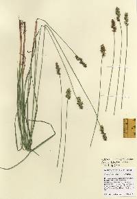 Carex spicata image