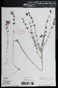 Image of Agalinis obtusifolia